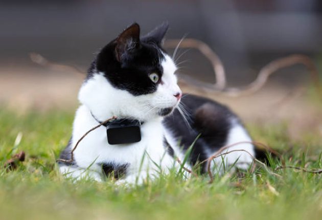 Small cat wearing gps tracker outdoors